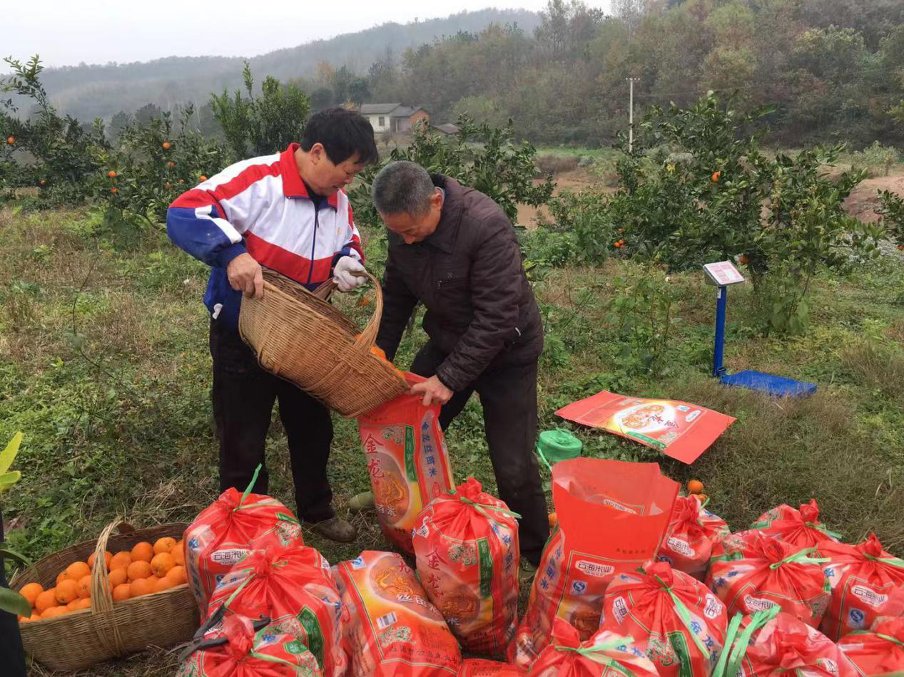 村民柑橘丰产销路难 荆门供水人消费扶贫献爱心